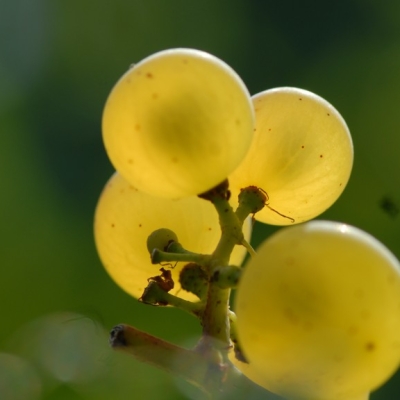 Chardonnay ANT 0909